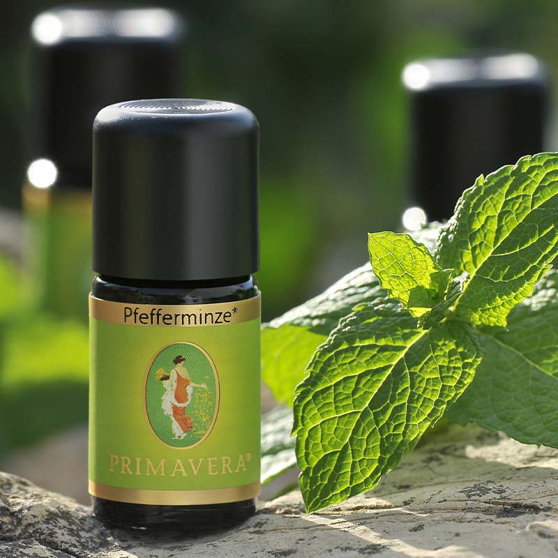 Pfefferminze bio