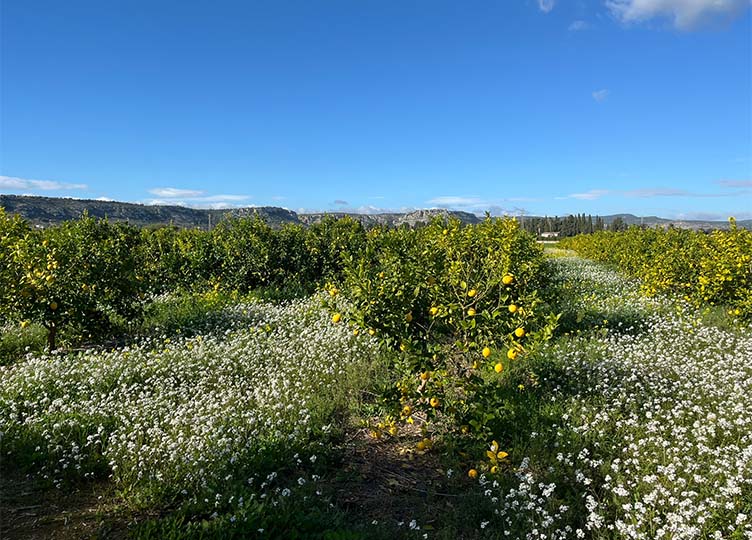 Italien / Sizilien – Campisi