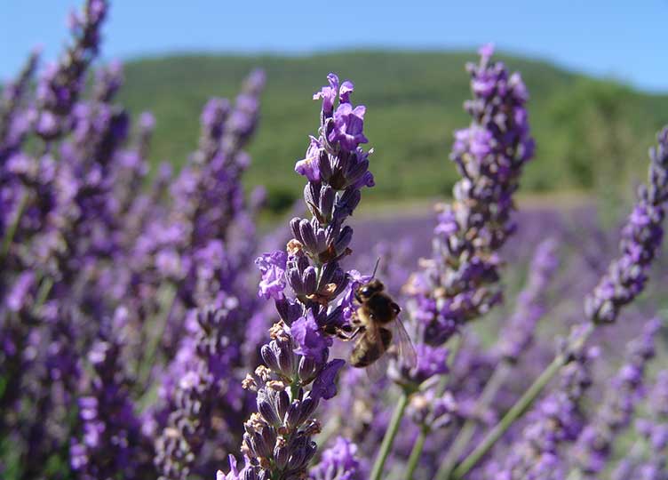 Frankreich / Provence