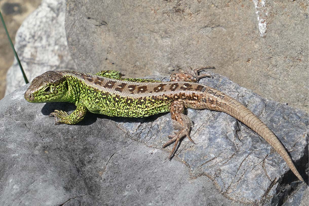 Entdecke die Tiere im Naturparadies