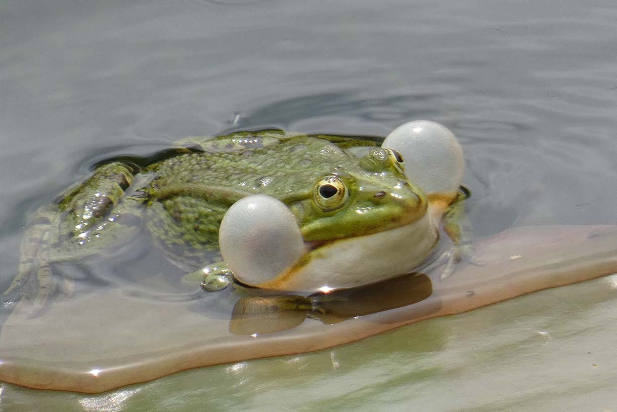 PRIMAVERA und Lebensvielfalt