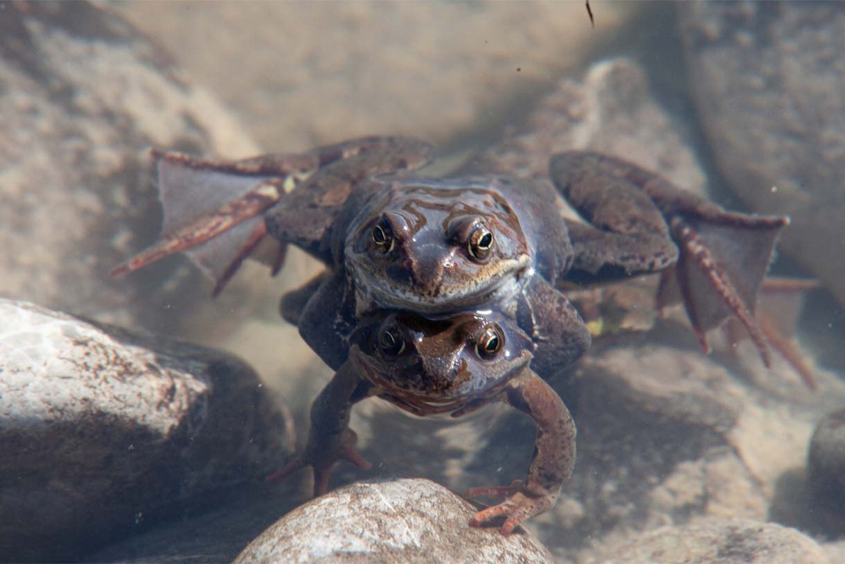 Frösche & Co. im Naturparadies