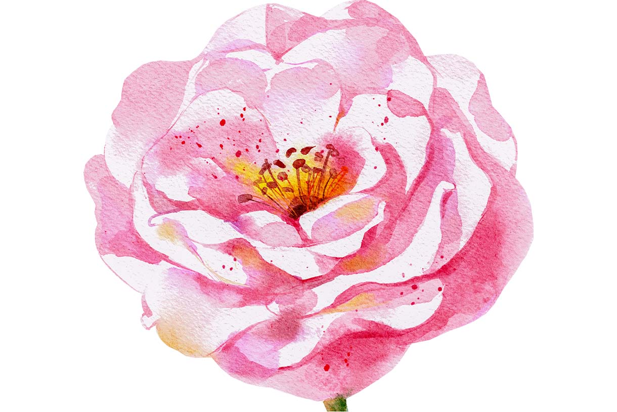 PRIMAVERA Rosenfest 2026