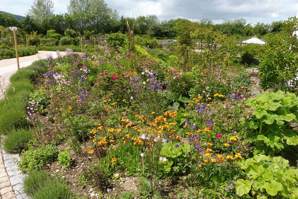 Wildkräuter im Naturparadies