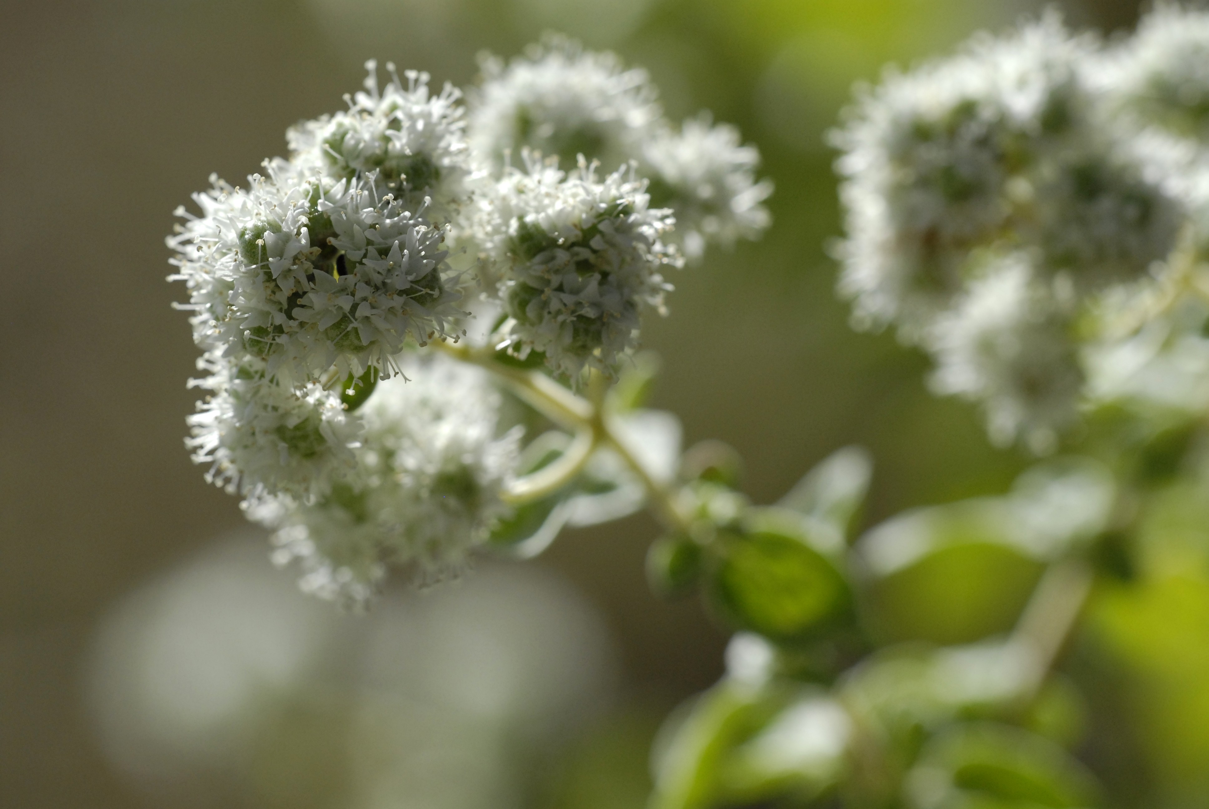 Thymian