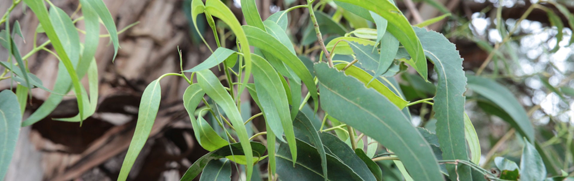 Eukalyptus