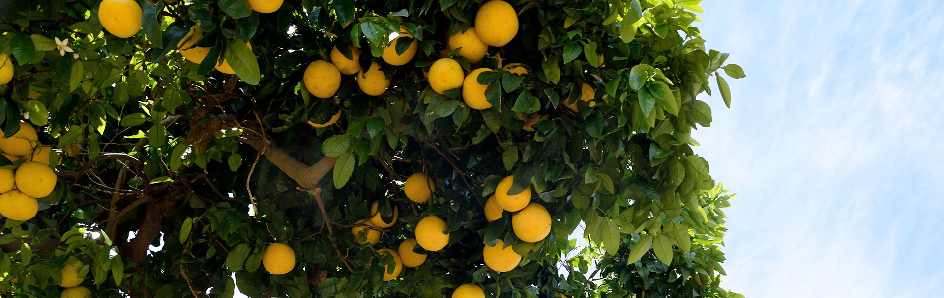 Grapefruit