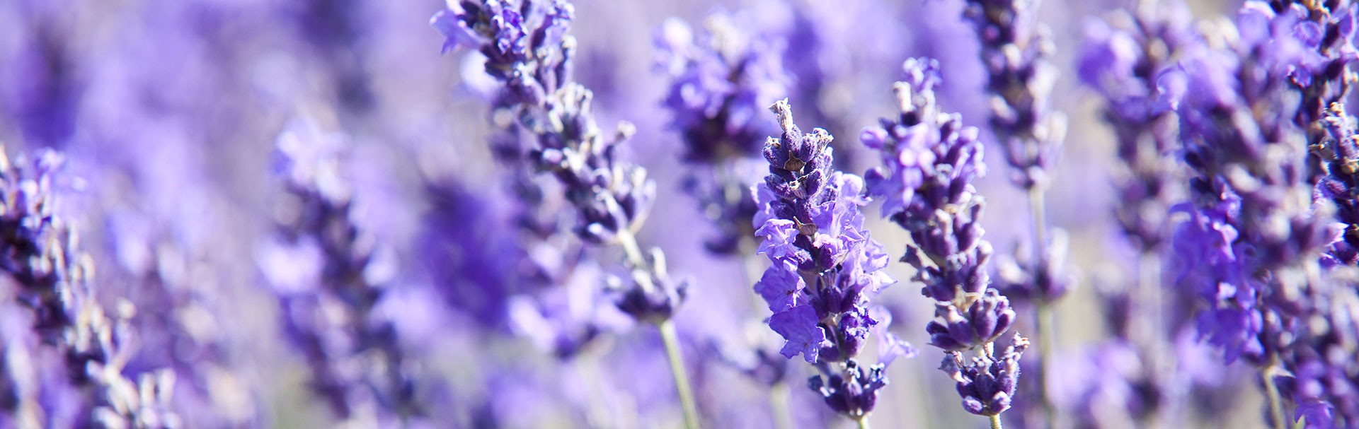 Lavendel