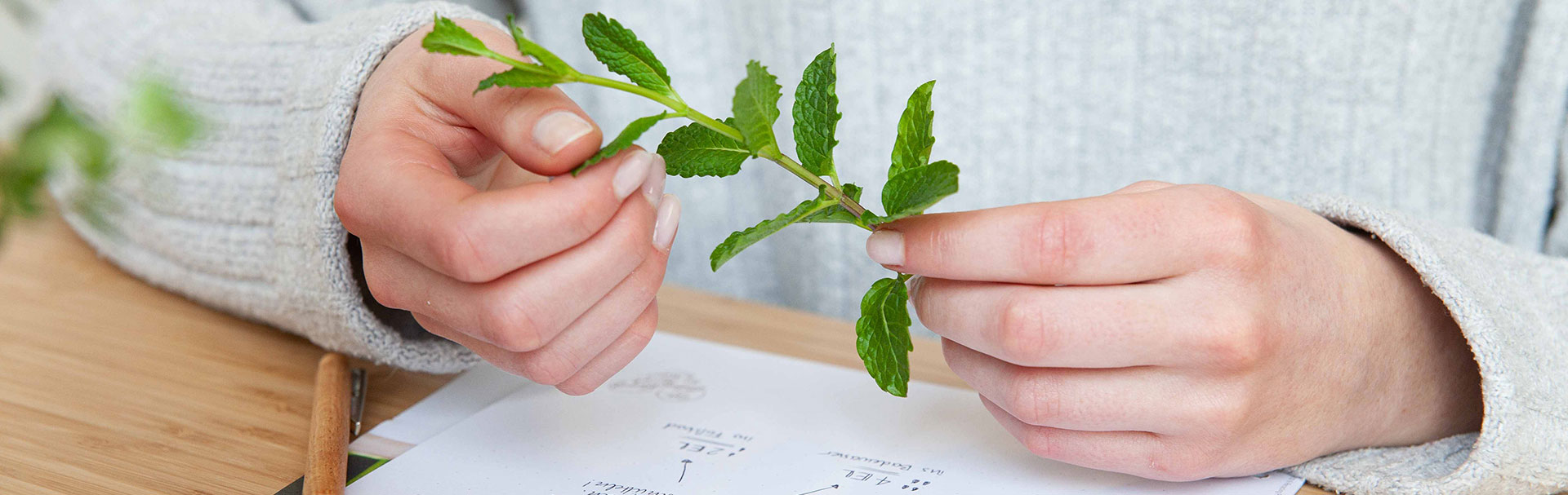 PRIMAVERA Pflanzenglossar