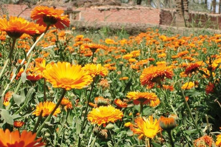 Gebietstrainer (m/w/d) PLZ-Gebiete 54-56/60+61/63/65+66/70+71/73-76