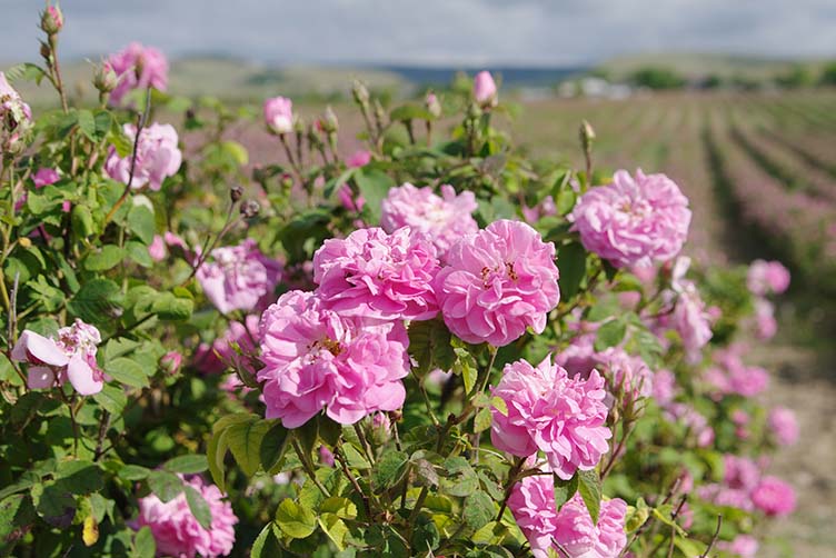 Mitarbeiter Vertrieb Kundenbetreuung (m/w/d)