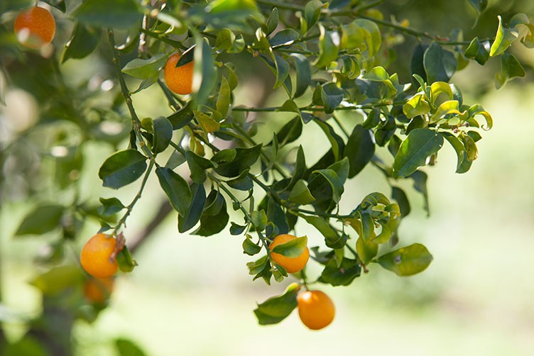 Freiberufliche Referenten (m/w/d) Österreich PLZ-Gebiete 4 +5