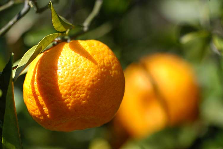 Mitarbeiter Außendienst (m/w/d) für die PLZ-Bereiche 78 und 88