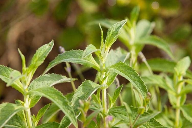 Hausmeister / Haustechniker (m/w/d)