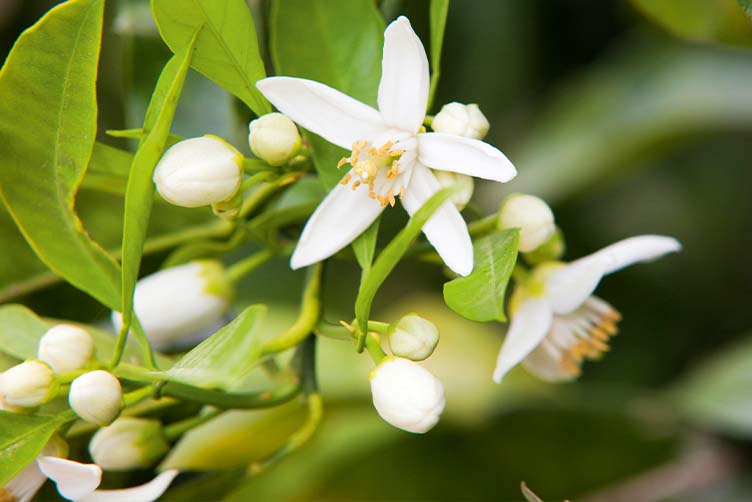 Auszubildende Industriekaufleute (m/w/d)