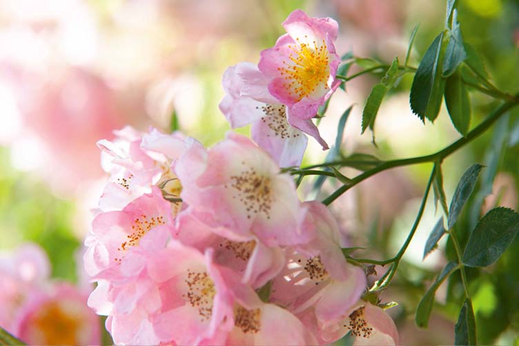 Mitarbeiter Außendienst (m/w/d) für die PLZ-Bereiche 80-82, 85-87, 89