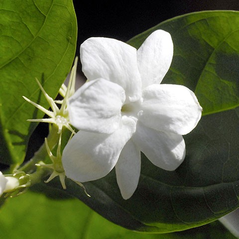 Jasmin