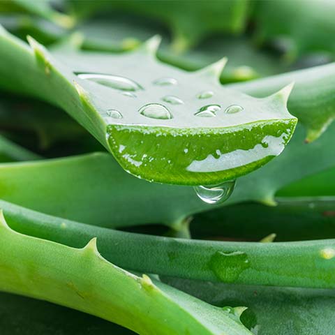 Aloe Vera bio