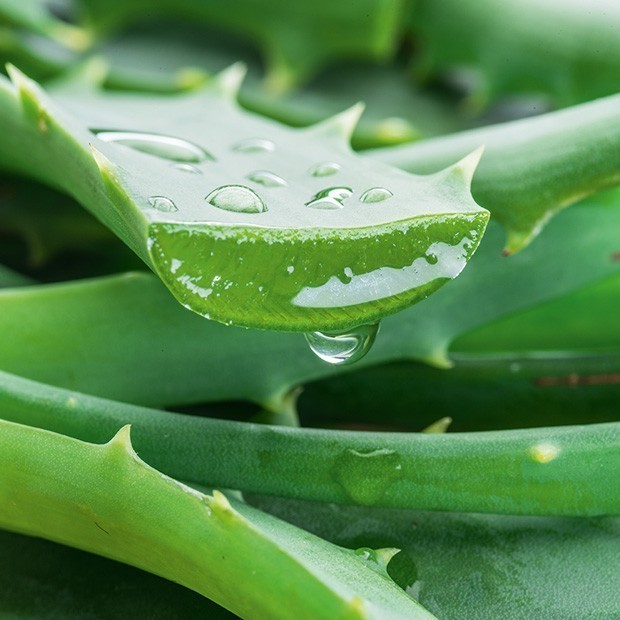 Aloe Vera Saft bio