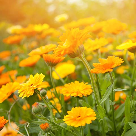 Calendulaöl bio