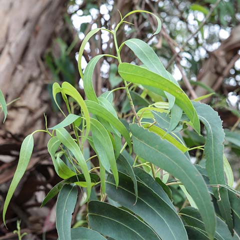 Eukalyptus bio