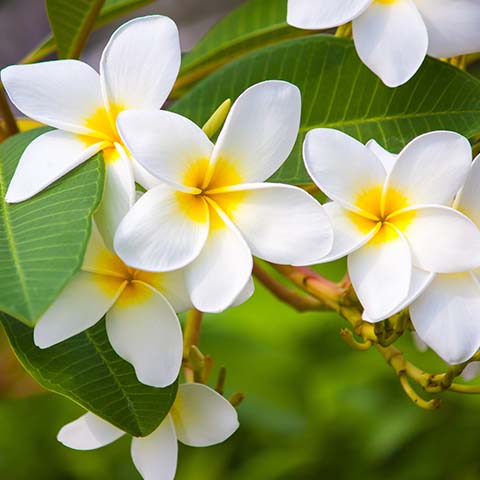Frangipani