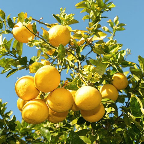 Grapefruit bio*