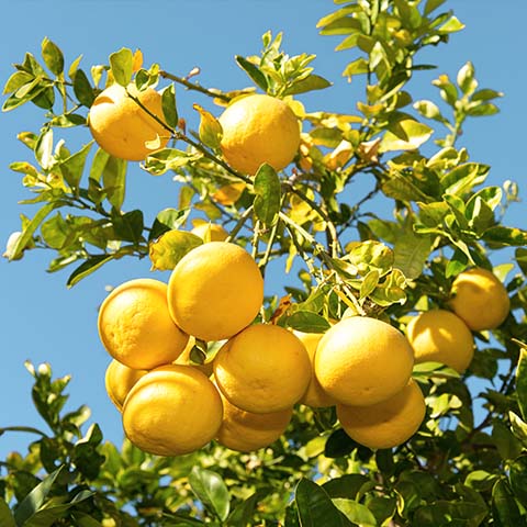 Grapefruit