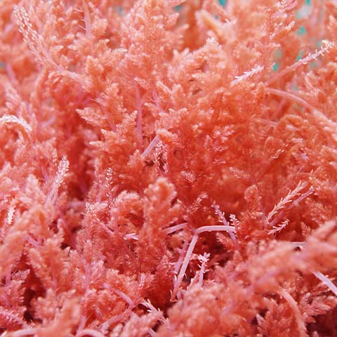 Jania Rubens Algenextrakt