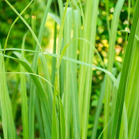 Lemongrass bio