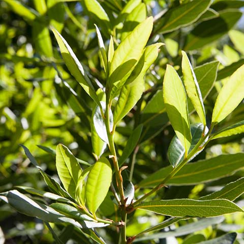 Lorbeerblatt bio