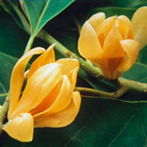 Magnolienblüte