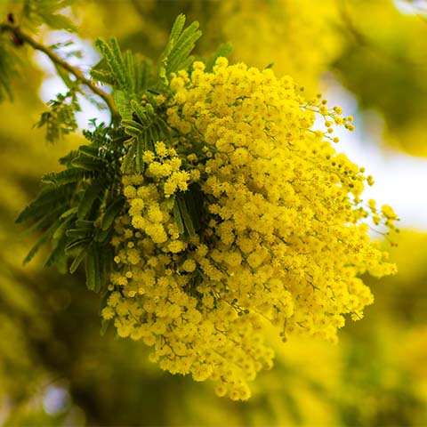 Mimose