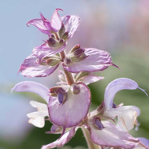 Muskatellersalbei bio