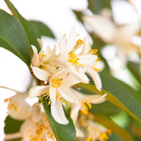 Neroli