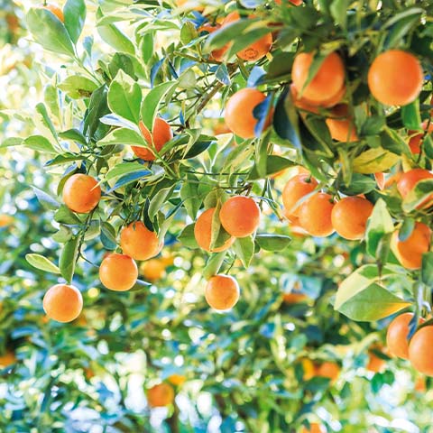 Orange bio