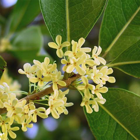 Osmanthus Absolue