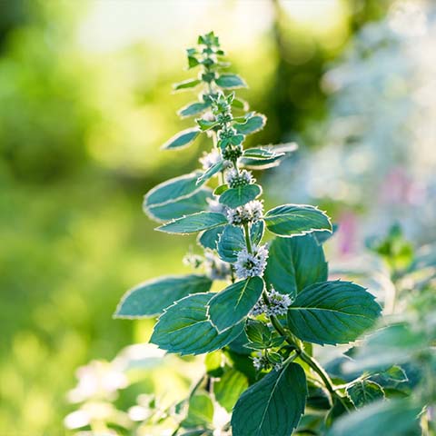 Pfefferminzwasser bio