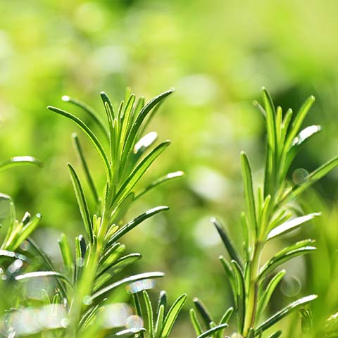 Bio Rosmarin Extrakt