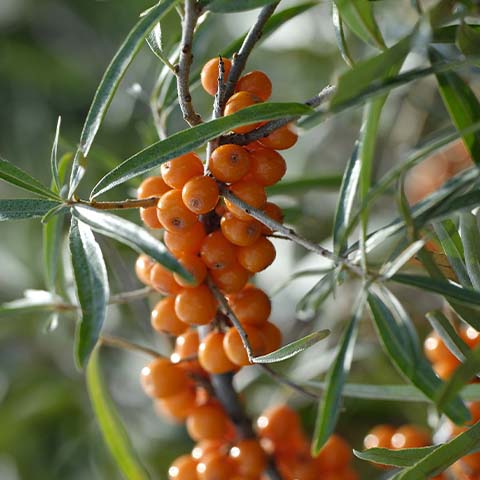 Sanddornfruchtfleischöl bio