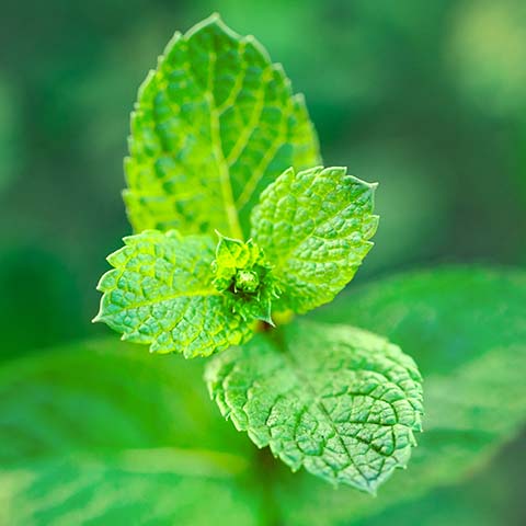 Spearmint bio