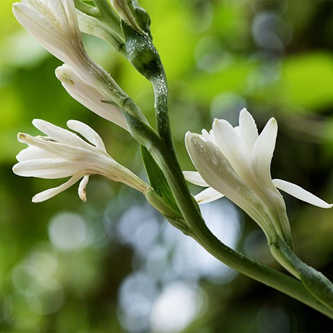 Tuberose