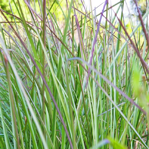 Vetiver