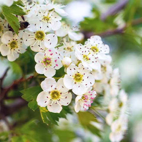 Jasmin- und Weißdornextrakt
