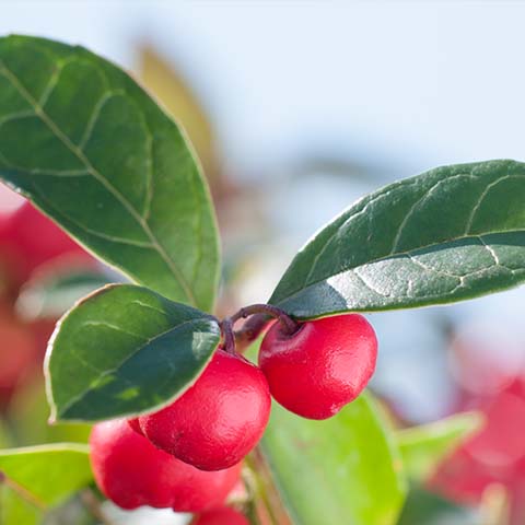 Wintergrün bio