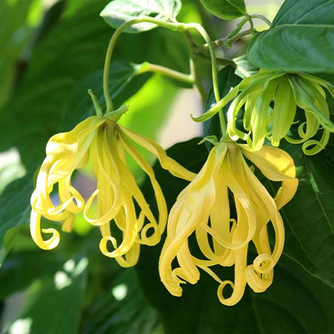 Ylang-Ylang komplett bio