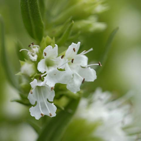 Ysop bio