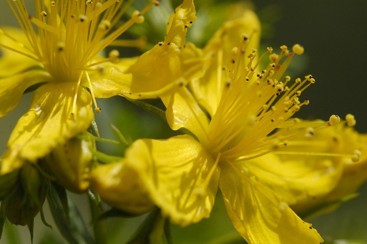 Hautpflege mit Johanniskrautöl