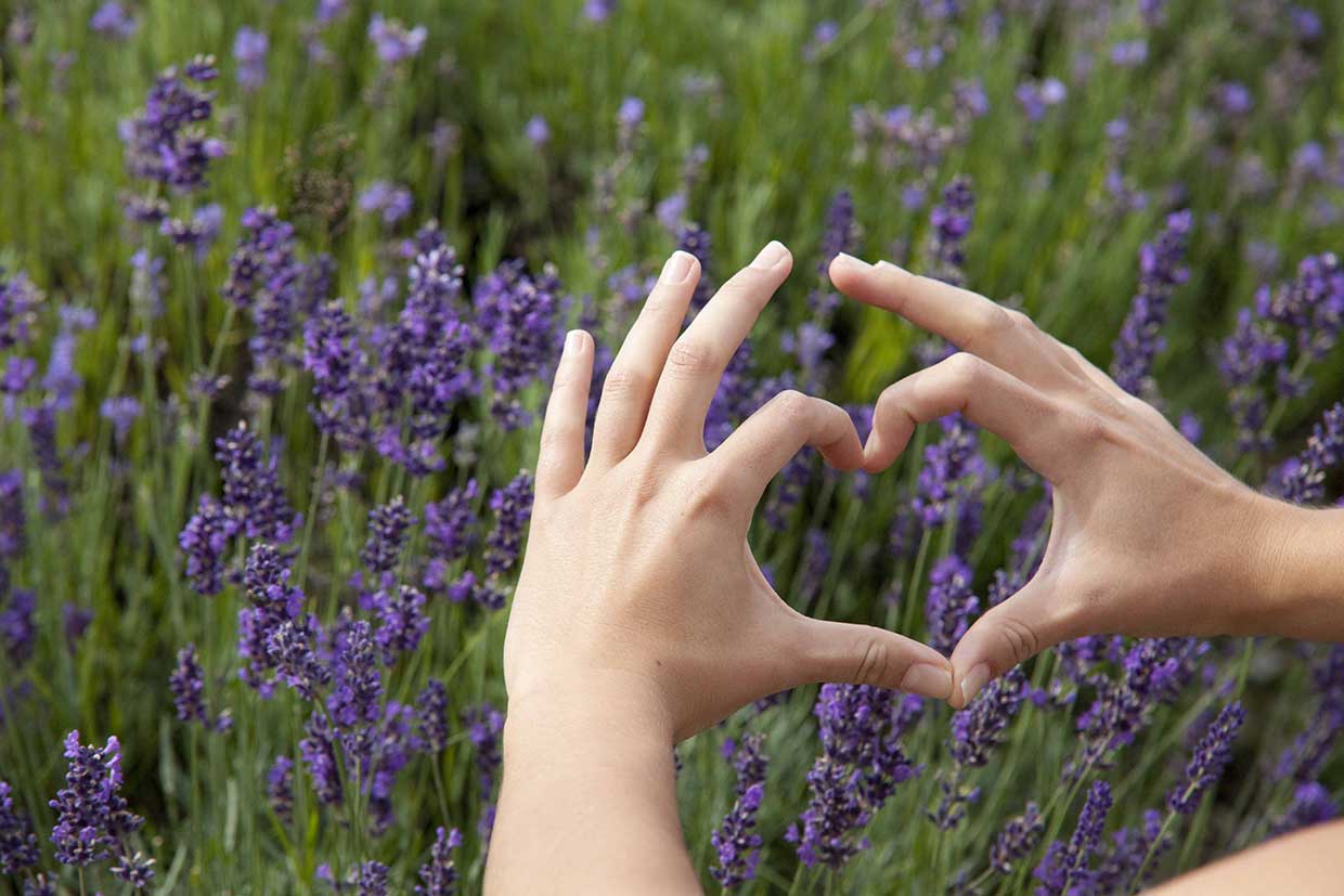 Mit Lavendel entspannt durch den Sommer