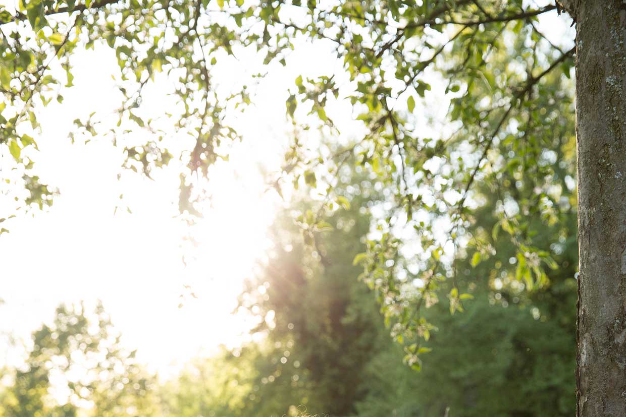 Die Kraft der Bäume